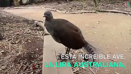 Este es el pájaro que imita los sonidos de la película Star Wars