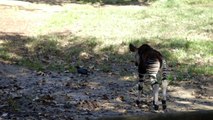Curious Baby Okapi Explores Habitat