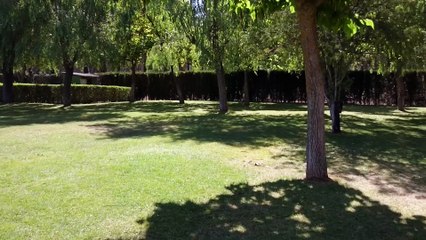 Ardilla en las piscinas municipales de Peñafiel