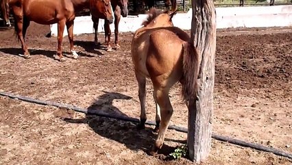 RANCHOLAROSA. POTRILLO 2015 BAY DUN ROAN, BAYO RAYA DE MULA, ROSILLO, HIJO DE MR PEPONITA PUDDEN