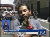 Feria promueve la adopción de perros y gatos