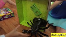 Animal Planet's R/C Spider Unboxing & Playtime w/ Hulyan & Maya 2 of 2