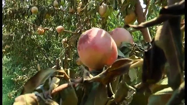Giugliano (NA) - Inchiesta su roghi, denunciato un vigilante (24.07.15)