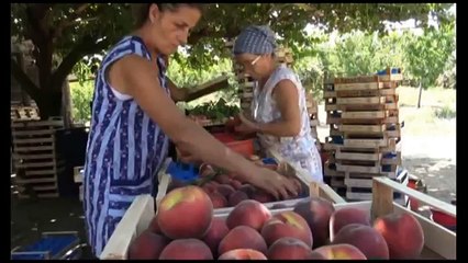Campania - La raccolta di pesche in crisi, allarme della Coldiretti (18.07.15)