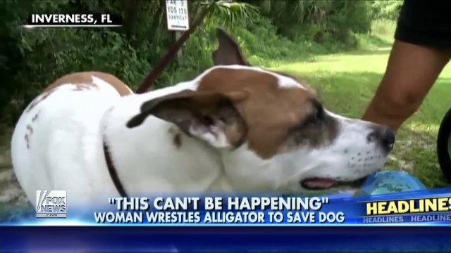 Pour sauver son chien, cette femme n'a pas hésité à s'attaquer à un alligator !