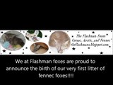 New born Fennec fox