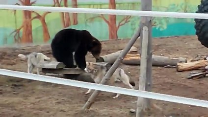 Kurtlar Ayıyı Perişan Ediyor!