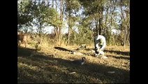 Pointing Lab Pups Training