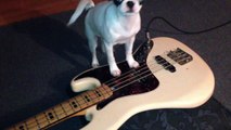 PUPPY BASS DEMO #1 - 81' Ibanez Challenger Bass Guitar