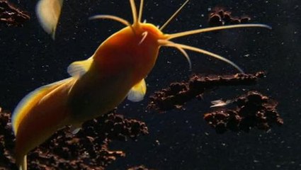 Dünyanın En Gizemli Balığı - Altın Yayın