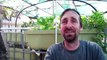 Aquaponic & hydroponic seedlings, planting them out the easy way..