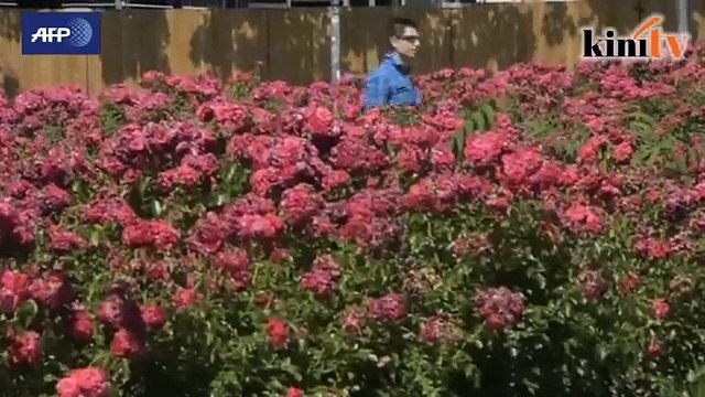 Gelombang suhu panas kini di Berlin, Jerman