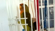 Lovebird Bird Owner's Pet - 5 Months, DINKY THE LOVEBIRD f..
