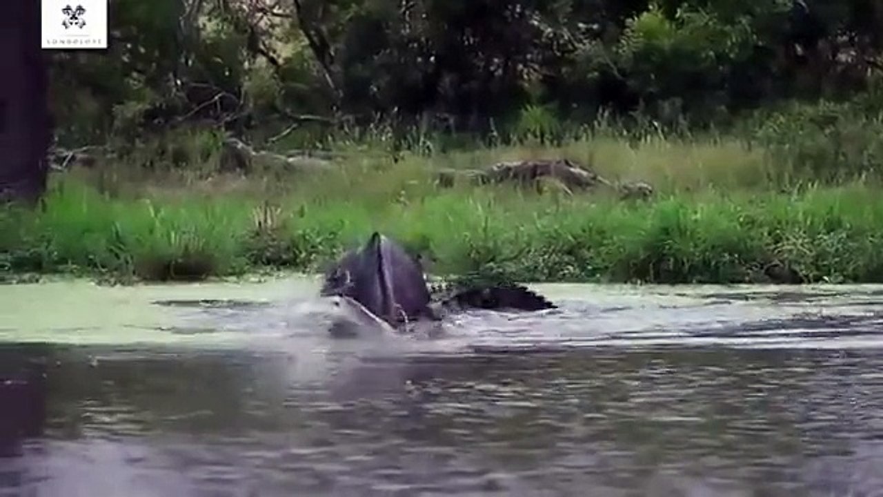 Timsah Antilop ve Leopar Savaşı