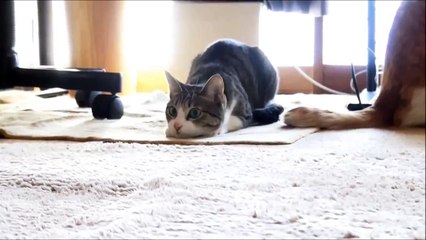 "Ohagi" The Wiggle Cat