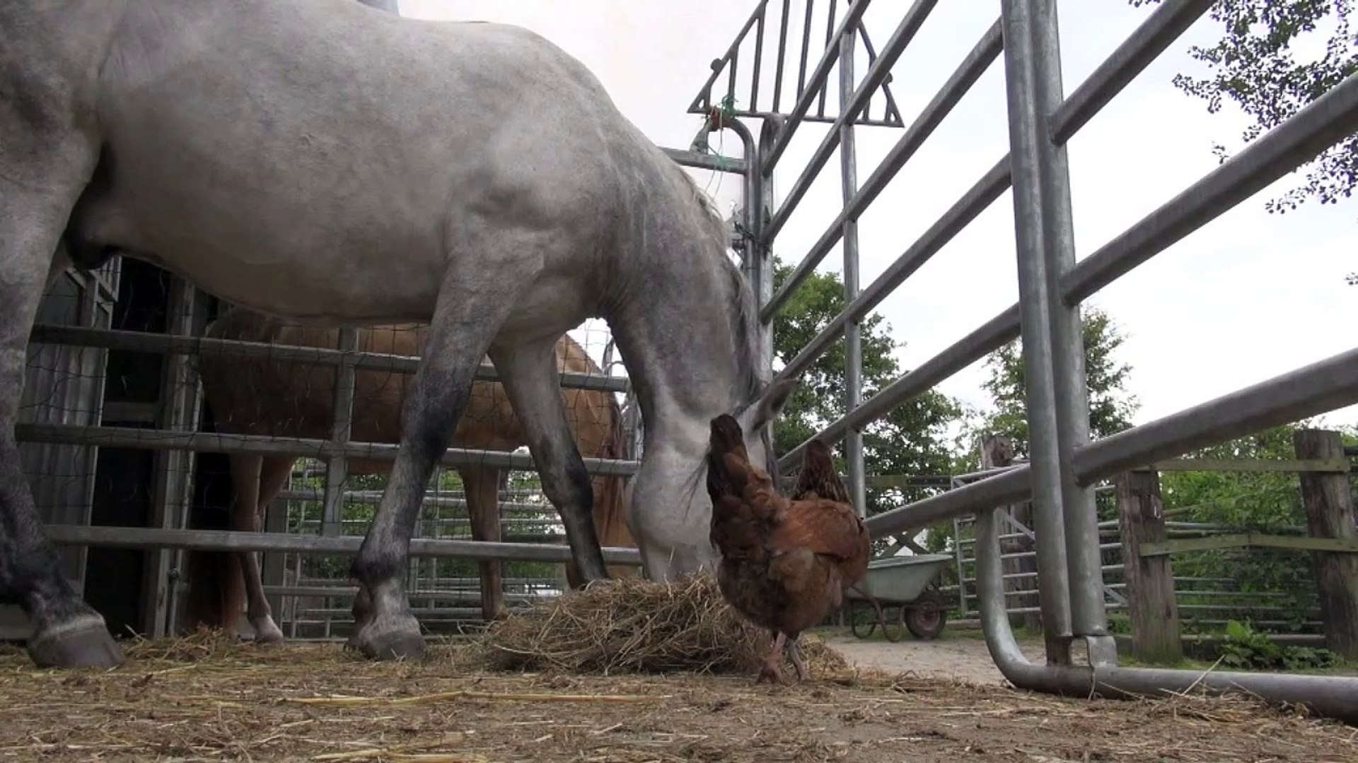 ⁣Horses are mammals - do NOT imprint a foal with human crap