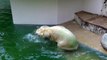 Eisbärin Anori und Eisbär Luka raufen miteinander im Wasser im Zoo von Wuppertal - Teil 1