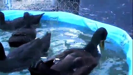 Quack Squad Two Months Eating Goldfish