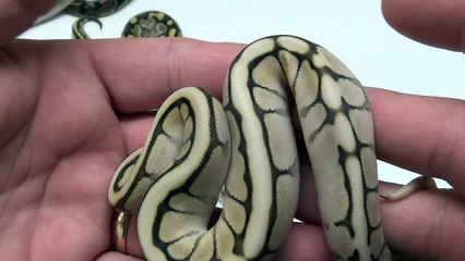 2015 Clutch 2 Post Shed update