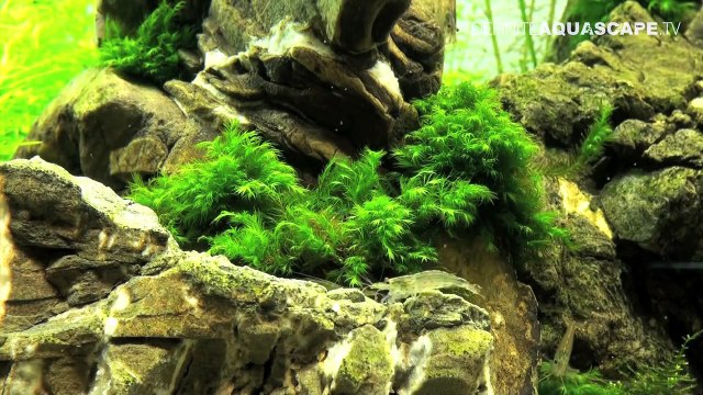 Aquascaping - Planted aquarium 60x40x40