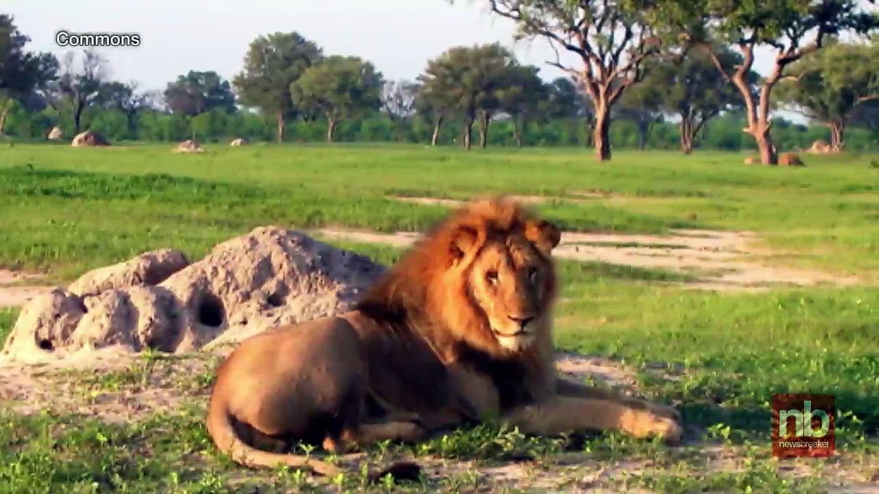 Second American is Accused By Zimbabwe Authorities of Killing Lion in April