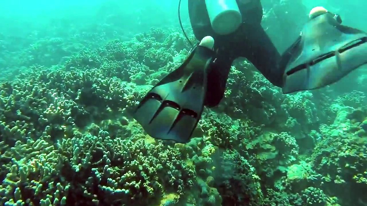 AMAZING Scuba Diving!