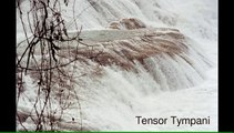 Tensor Tympani- Procesión