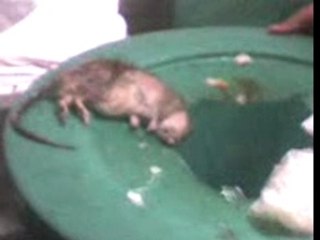 ¡Adorable Conejito en Sanborns! 🐰 Mira esto