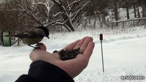 Hand Feeding Birds