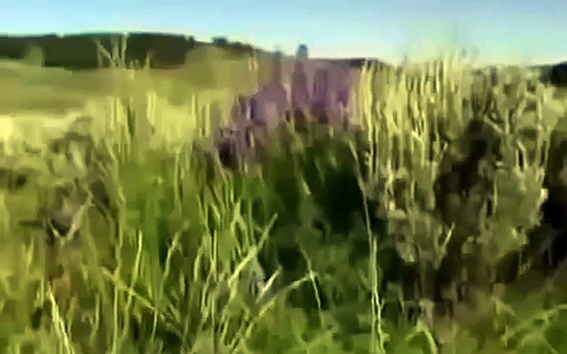 [Animal Planet Documentary] Grizzly Bears Fighting Wolves In The Wild - New Documentary 2014 Full H