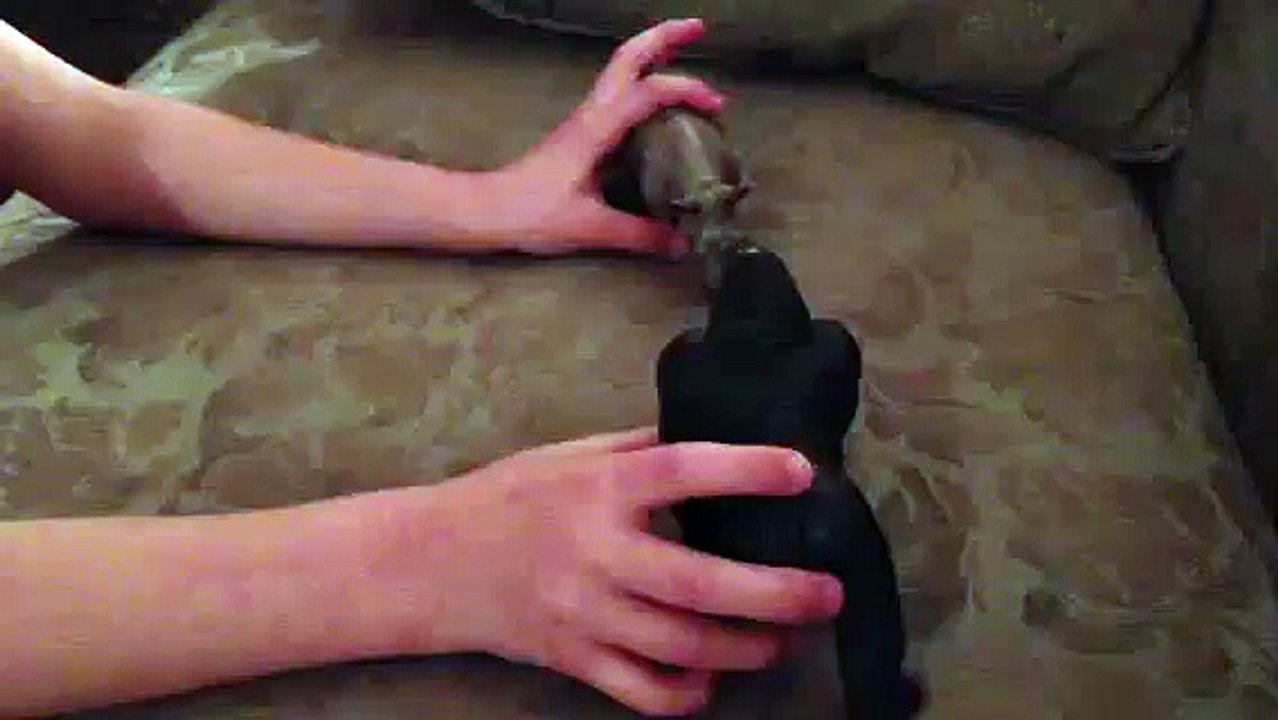Animal face off