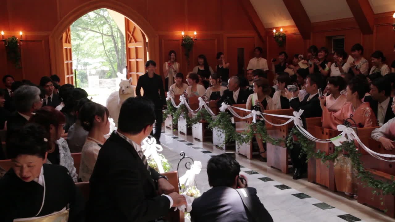 Hochzeit in Japan: Braut, Bräutigam und ...ein Alpaka?!