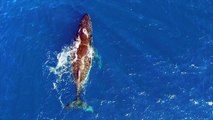 Whales humpback in Australia from a Drone: Pictadrone