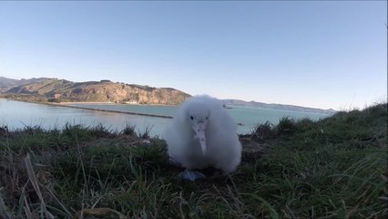 Fofice máxima! Filhote de albatroz faz charme para câmera GoPro