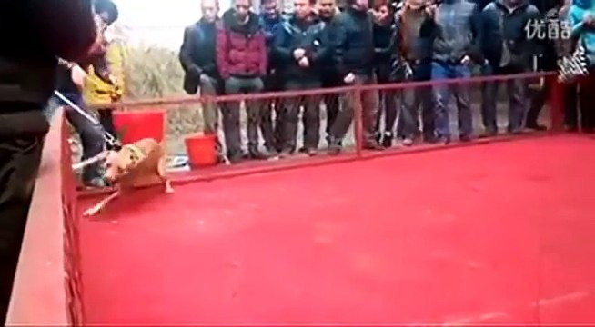 pit bull attack owner in China, the nanny dog did a good job