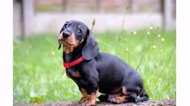 Best Dogs Animal-  Cute Dachshund Puppies - Funny Dog Videos