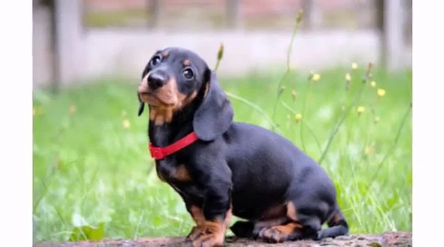 Best Dogs Animal- Cute Dachshund Puppies - Funny Dog Videos