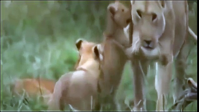 ► Lions Documentary - Cute African Lion - Documentary NatGeo | HD