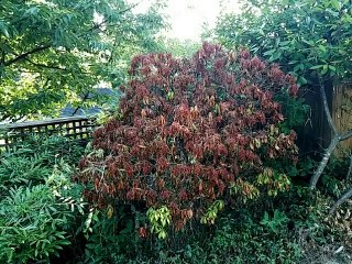 Cure for Emerald Ash Borer, Vancouver Surrey BC, tree doctors