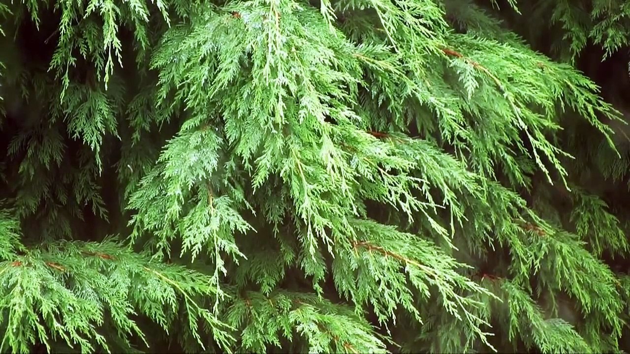 Rain On My Window, filmed with a Canon HG-10 in HD