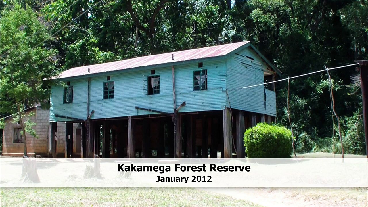 Soil eating Black and White Colobus monkey (C. guereza)