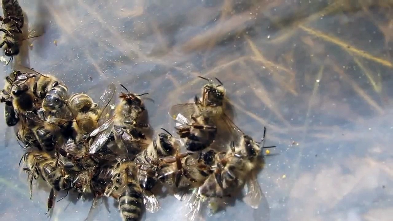 Bienensterben nach Maissaat 2