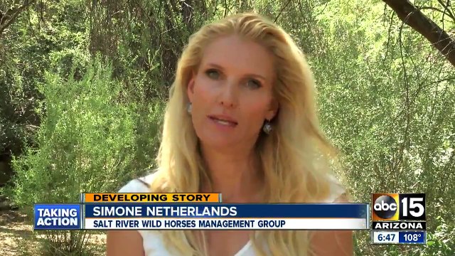 Wild horses to be moved from Salt River
