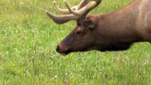 Tour Yellowstone National Park