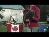 2012 Feeding Cub and porcupine