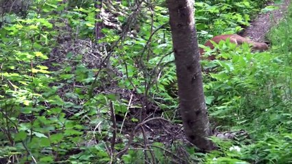 Hiker's Scary Standoff With a Mountain Lion
