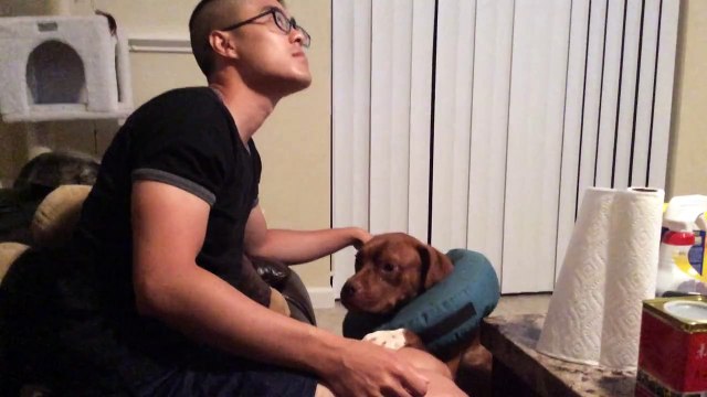 Pushy Dog Demands Petting