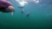 Dolphin Swim Australia swims with wild dolphins in Port Stephens