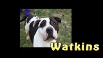 Watkins -- Adopted!!! from the Toledo Area Humane Society