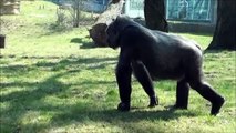 Zoo Stuttgart - Wilhelma: Gorillas im Grünen